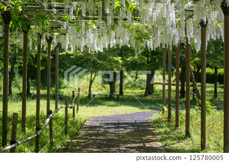 Spectacular view of spring flower wisteria blooming in the ancient forest 125780005