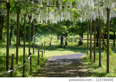 Spectacular view of spring flower wisteria blooming in the ancient forest Spectacular view of spring flower wisteria blooming in the ancient forest 125780006