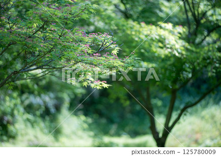 Spectacular view of spring flower wisteria blooming in the ancient forest 125780009