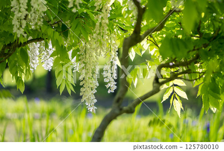 Spectacular view of spring flower wisteria blooming in the ancient forest 125780010