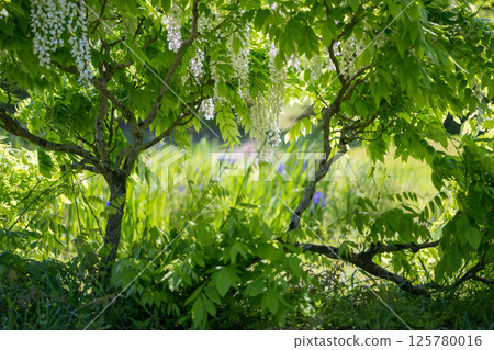 Spectacular view of spring flower wisteria blooming in the ancient forest 125780016