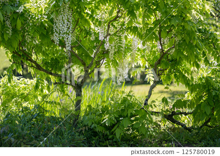 Spectacular view of spring flower wisteria blooming in the ancient forest 125780019