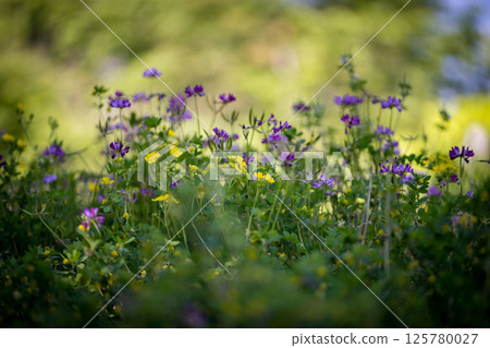 盛開在古老森林裡的春天花紫藤的壯觀景色 盛開在古老森林裡的春天花紫藤的壯觀景色 125780027