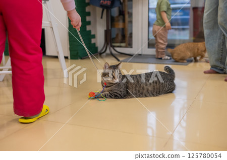 The cat is lying on the floor and playing.  125780054