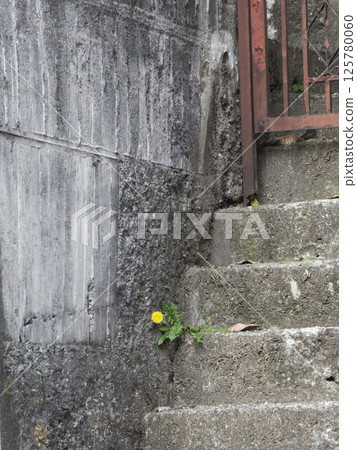 Dandelions blooming at the entrance of a house built on a slope 125780060