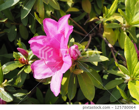 Azaleas on a sunny roadside Azaleas on a sunny roadside 125780064