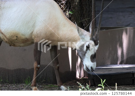 Arabian Orix 125780144