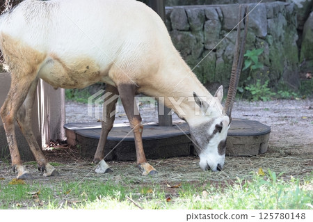 Arabian Orix 125780148