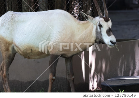 Arabian Orix Arabian Orix 125780149