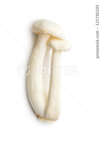 Raw white shimeji mushrooms isolated on white background. 125780205