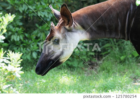 Okapi Okapi 125780254