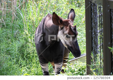 Okapi 125780304
