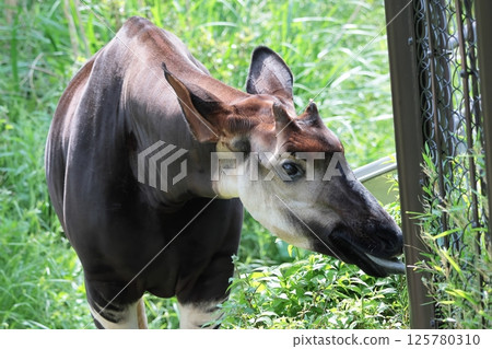 霍加皮 霍加皮 125780310