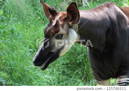 霍加皮 霍加皮 125780311