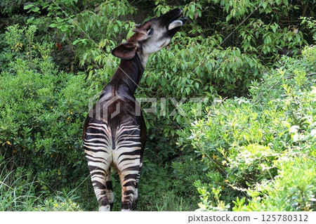 霍加皮 霍加皮 125780312