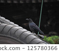 A crow resting on a roof "Japanese Style Image" (Kyoto) 125780366