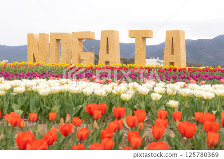 Tulips in full bloom at Nogata Riverside Park 125780369