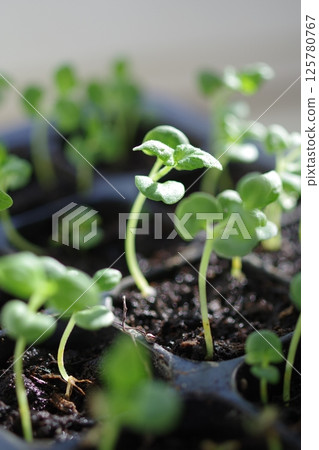 Young shiso leaves in backlight 125780767