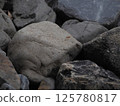 A landscape of overlapping rocks and stones, "Japanese Style Image" (Kyoto) 125780817