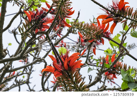 Deigo flower, which is also the prefectural flower of Okinawa 125780939