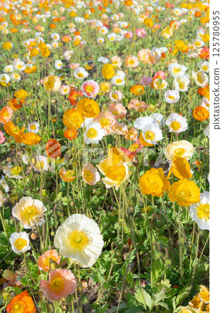 開花在春天花壇裡的鴉片 開花在春天花壇裡的鴉片 125780955