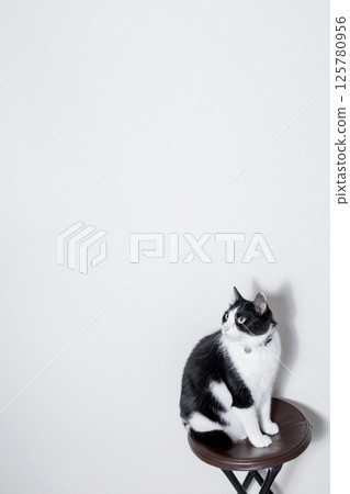 一隻棕白相間的貓坐在椅子上，斜眼向上看 125780956