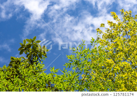 Copy space of fresh green forest and blue sky surrounded by spring light 125781174
