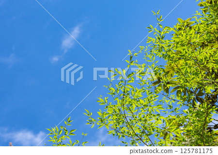 Copy space of fresh green forest and blue sky surrounded by spring light 125781175