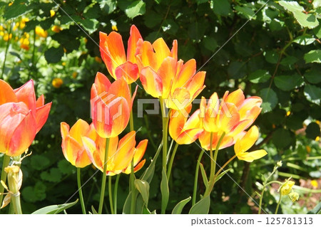 紅色鬱金香 125781313