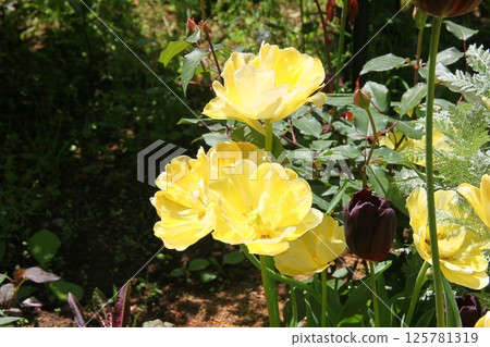 Yellow tulip 125781319