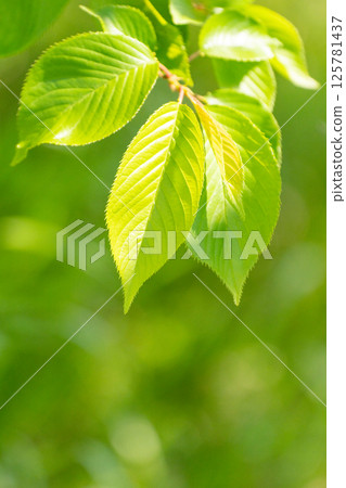 Close-up of young leaves of Somei-Yoshino cherry tree and image of fresh greenery 125781437