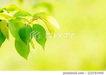 Close-up of young leaves of Somei-Yoshino cherry tree and image of fresh greenery 125781440
