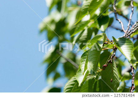 Fresh green 125781484