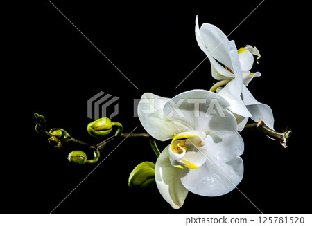 White Phalaenopsis Orchid with Buds black background 125781520