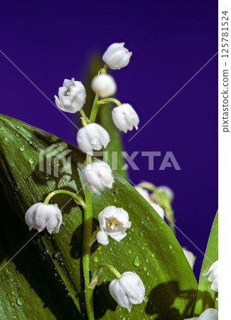 Elegant White Lily of the Valley Against a Deep Blue 125781524