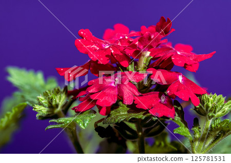 Vibrant Red Verbena Against a Deep Purple Backdrop 125781531