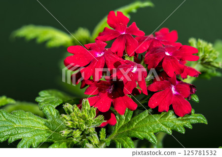 Vibrant Red Verbena Against a Deep green Backdrop 125781532