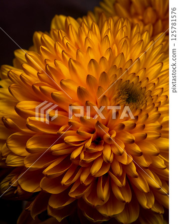 Golden Chrysanthemum in Bloom - Macro Floral Texture 125781576
