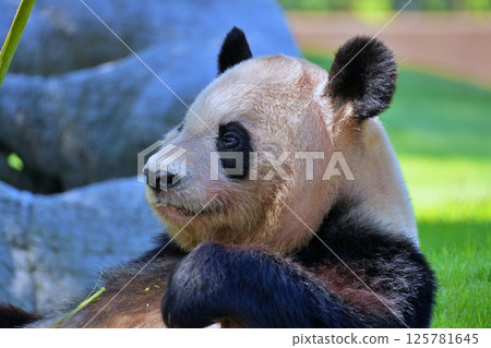 giant panda giant panda 125781645