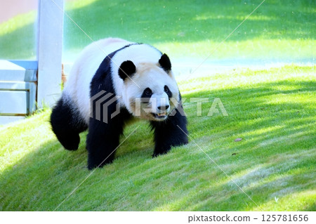 giant panda giant panda 125781656