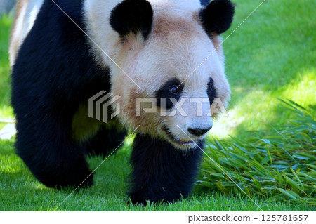 giant panda giant panda 125781657