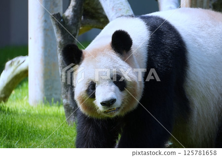 giant panda giant panda 125781658