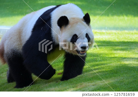 giant panda giant panda 125781659