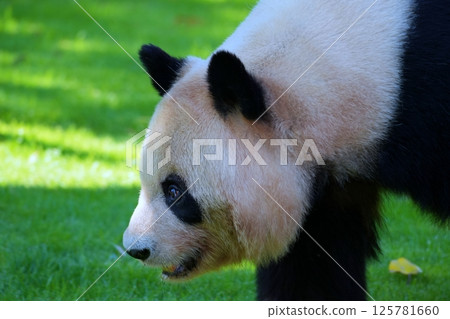 giant panda giant panda 125781660