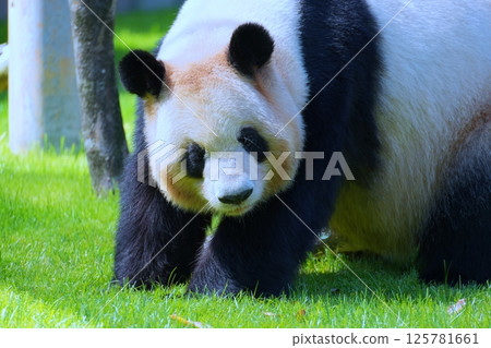 giant panda giant panda 125781661