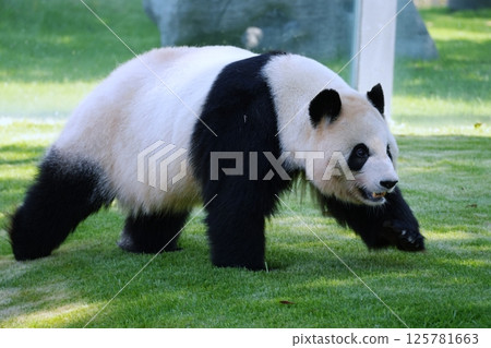 大熊貓 大熊貓 125781663