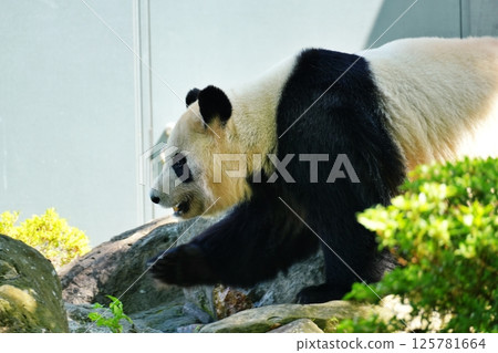 giant panda giant panda 125781664