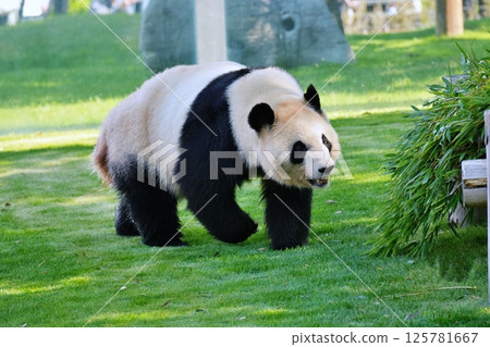 giant panda giant panda 125781667
