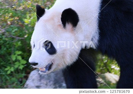大熊貓 大熊貓 125781670