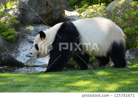 giant panda 125781671